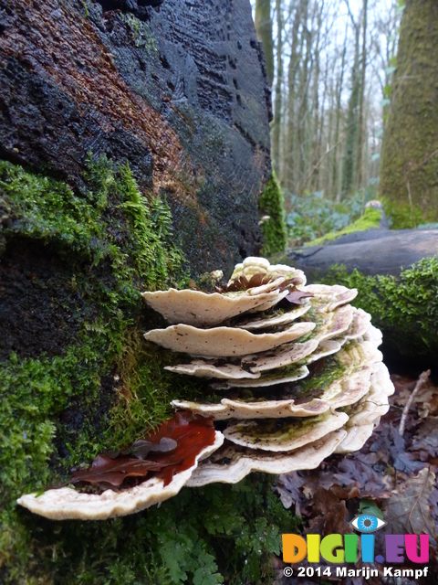 LZ00497 Mushrooms on fallen tree trunk